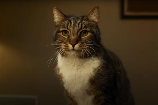 Apple "Clean up photos: cat" (in-house)