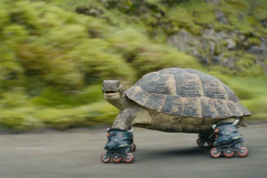Tortoise on roller skates